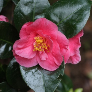 Camellia japonica 'Myôrenji'