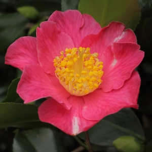 Camellia japonica 'Sheridan'
