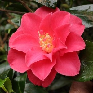 Camellia japonica 'Southern Cross'