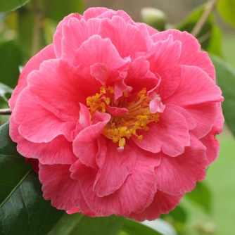 Camellia japonica 'Katie'