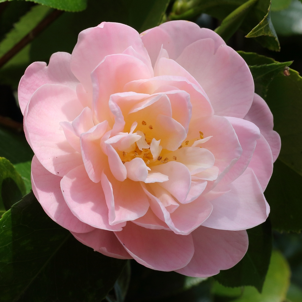 Camellia japonica 'Mollie Moore Davis'