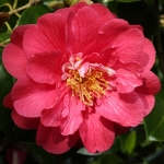 Camellia japonica 'Reg Ragland'