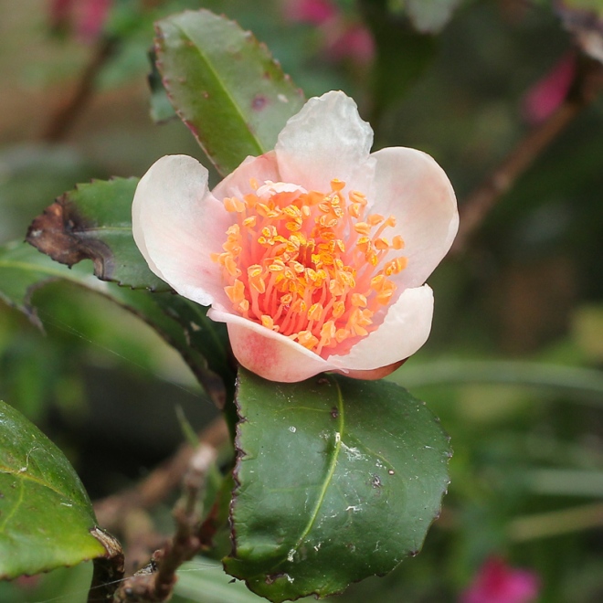 Camellia-sinensis-'Benibana-cha'