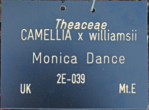Camellia x williamsii 'Monica Dance'