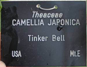 Camellia japonica 'Tinker Bell' (GG-034)