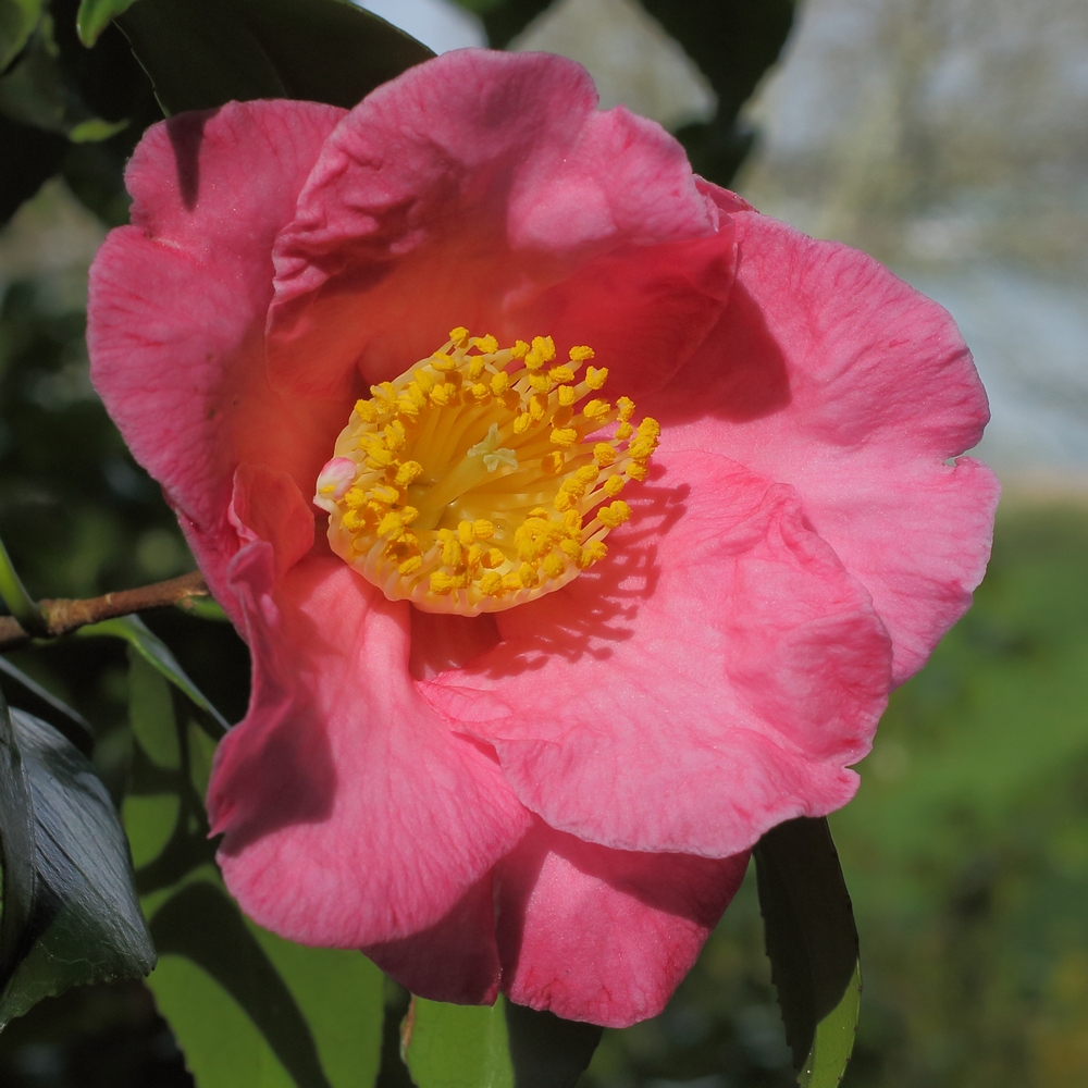 Camellia japonica 'California'