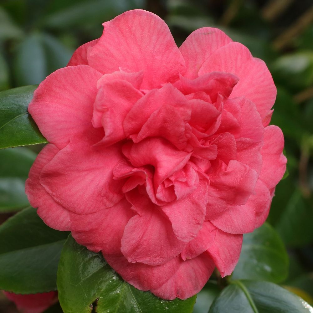 Camellia japonica 'Clara Green'