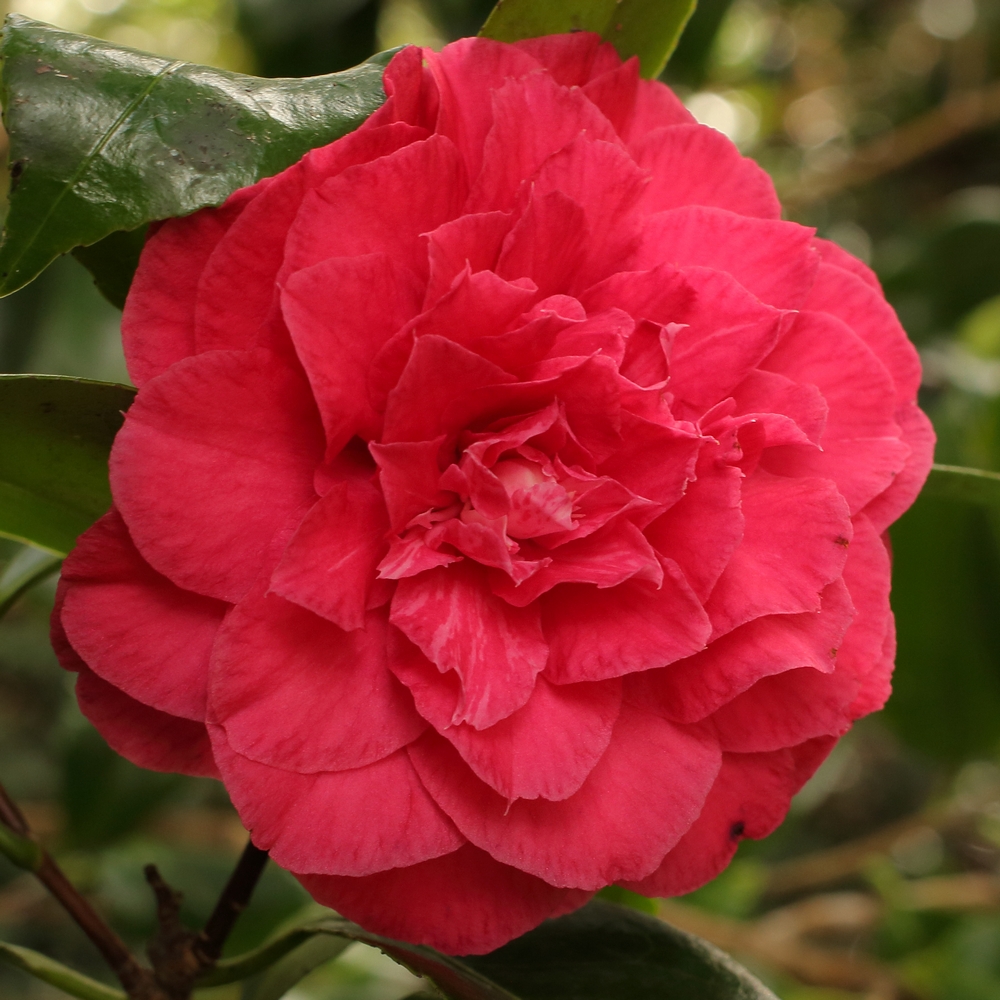 Camellia japonica 'Emmett Pfingstl'