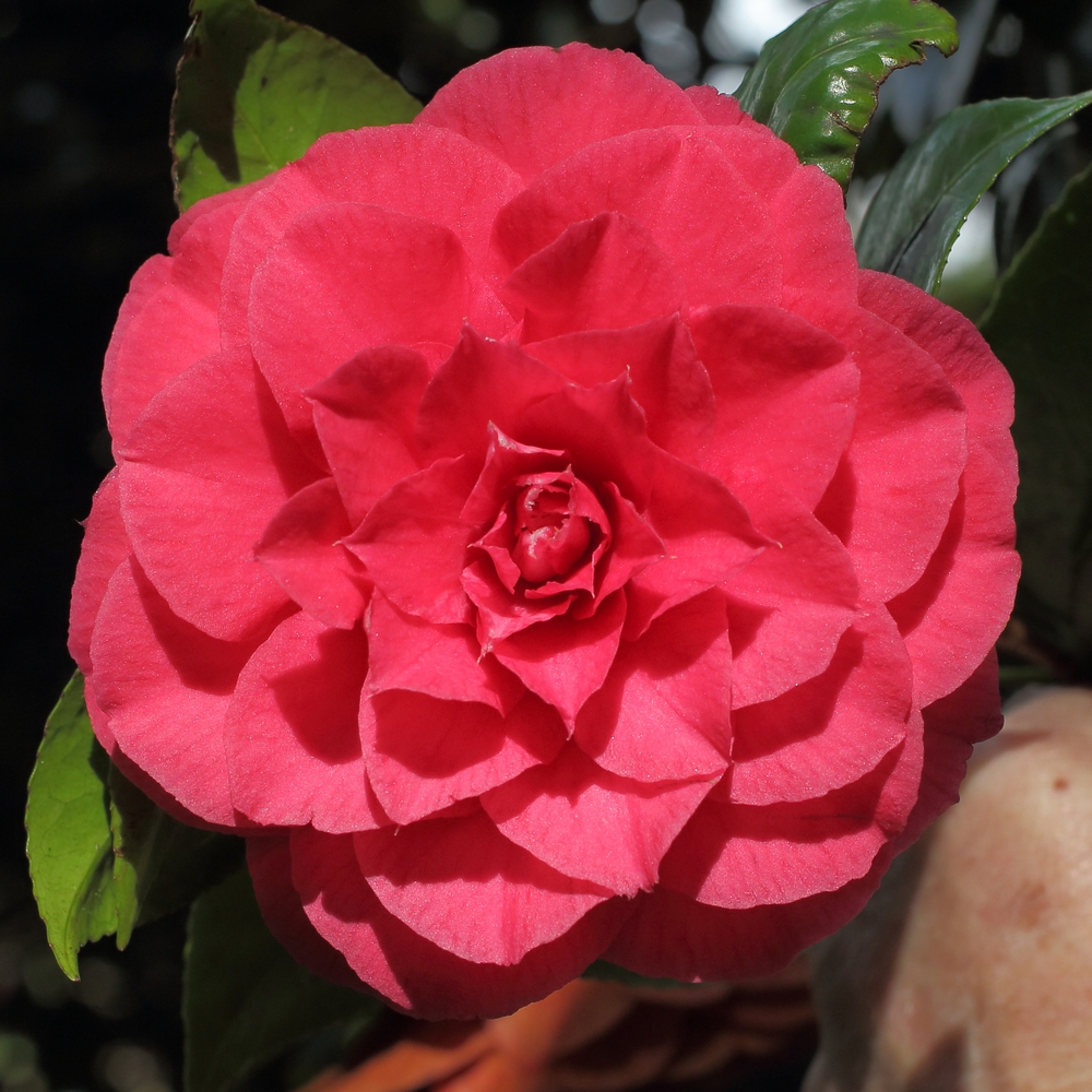 Camellia japonica 'Emmett Pfingstl'