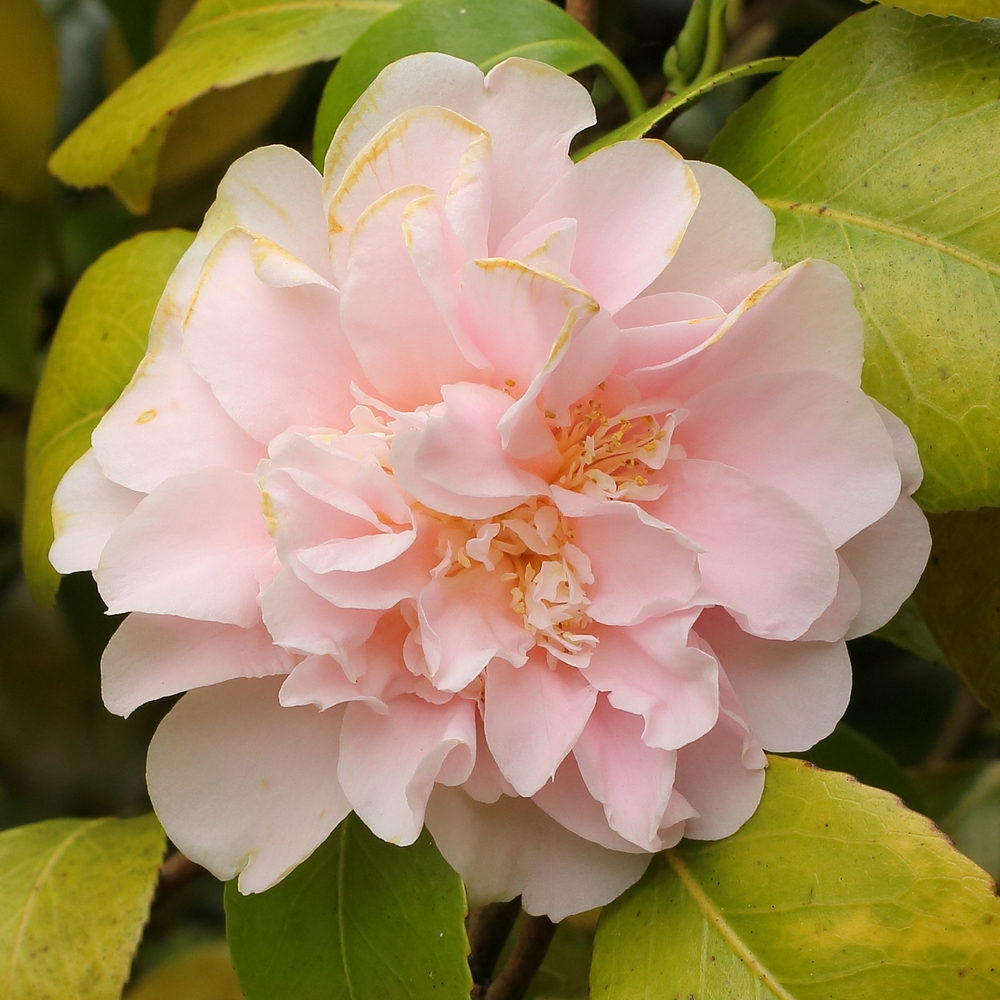 Camellia japonica 'Kings Ransom'