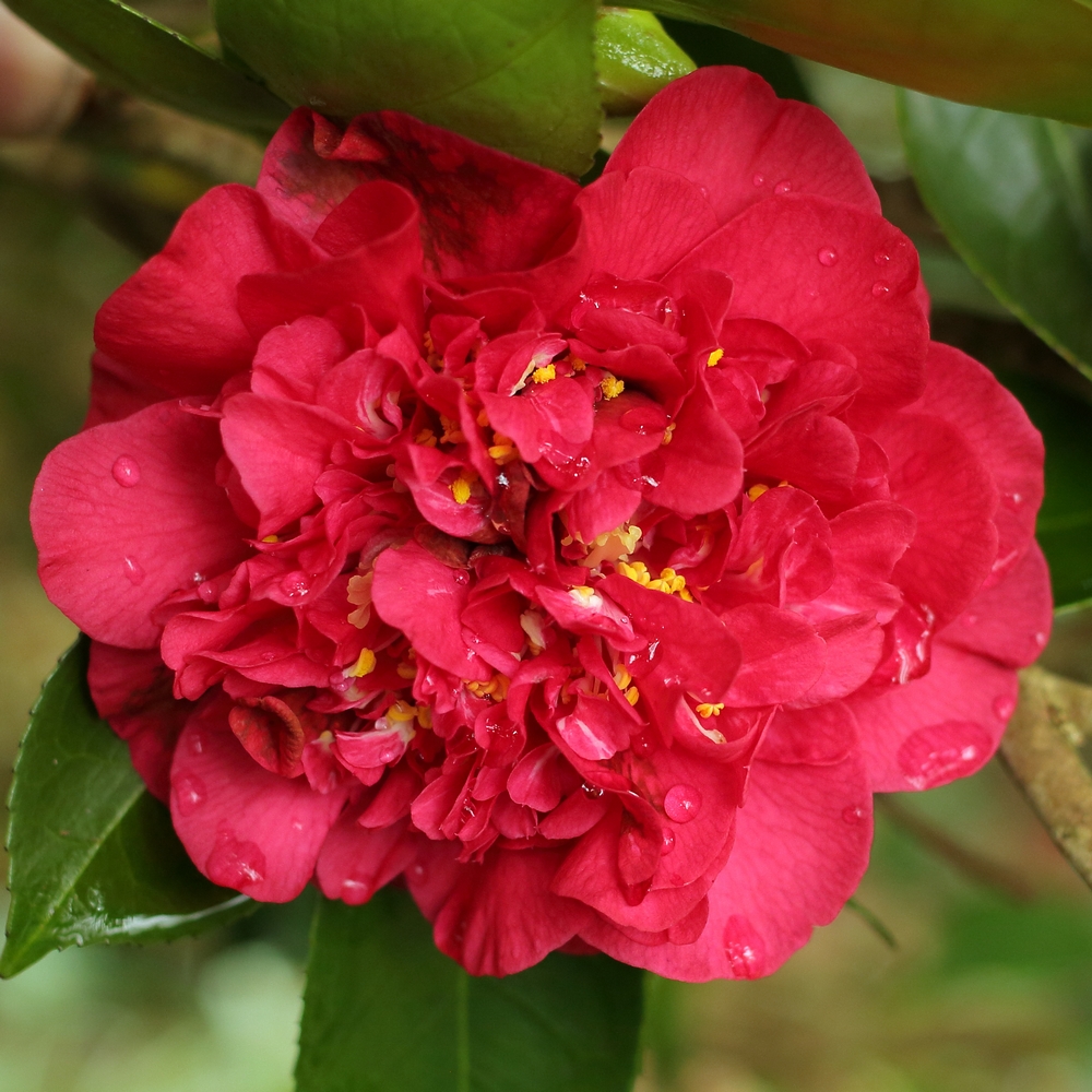 Camellia japonica 'Premier'