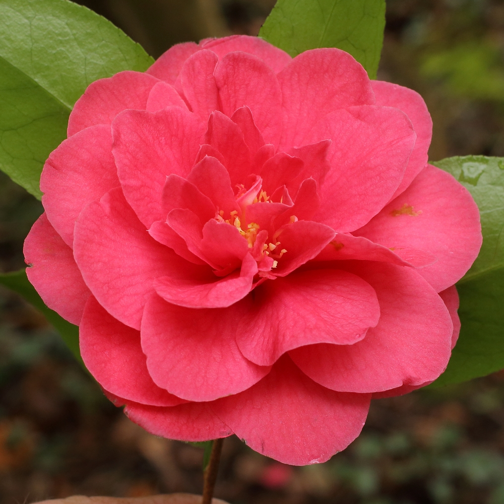 Camellia japonica 'Spring Triumph'