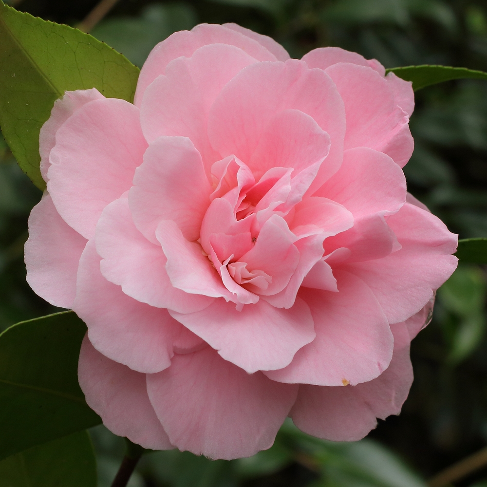 Camellia japonica 'Tiffany'