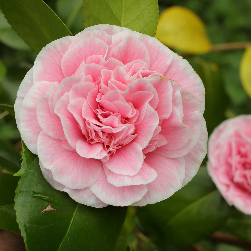Camellia japonica 'Tomorrows Dawn'
