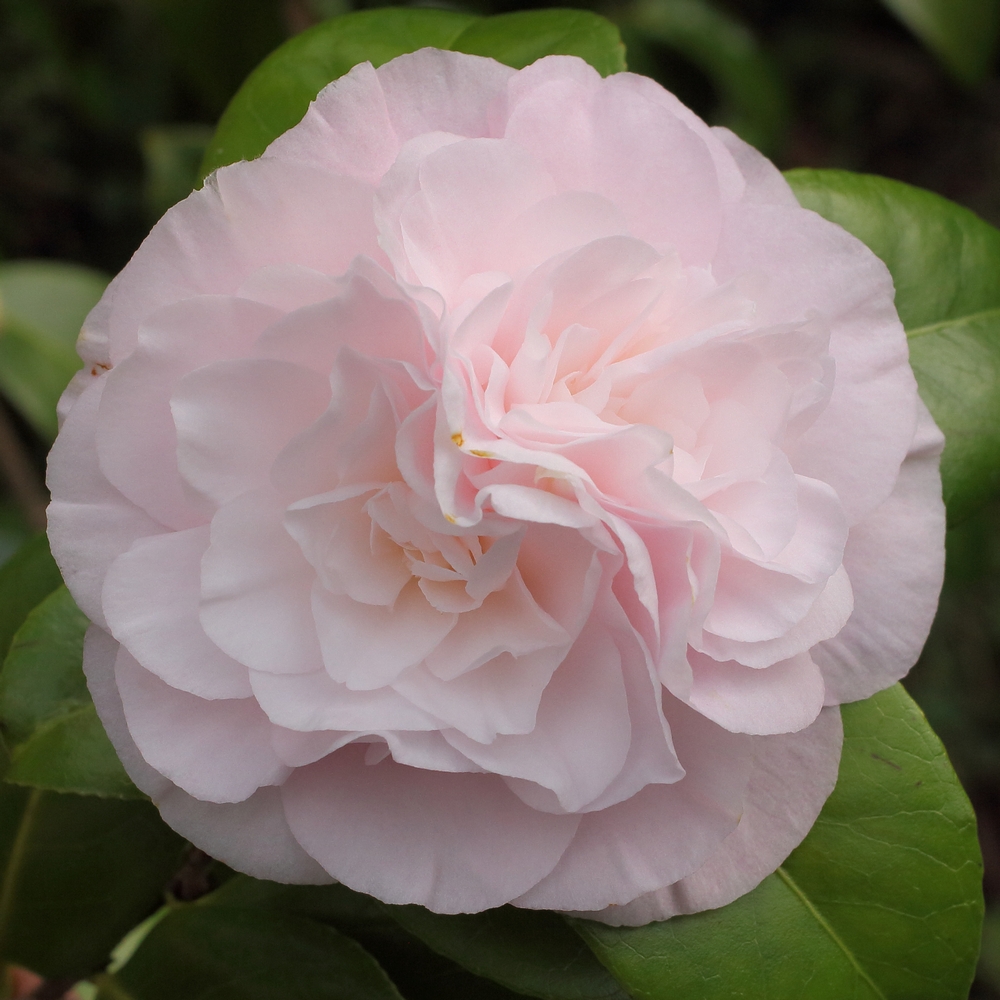 Camellia japonica 'Tomorrow Park Hill'