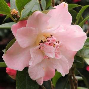 Camellia 'Blissful Dawn'