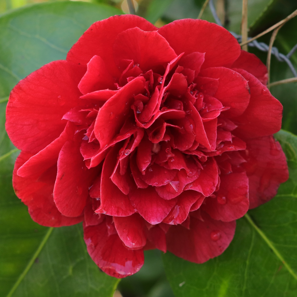Camellia japonica 'Mrs Charles Cobb'