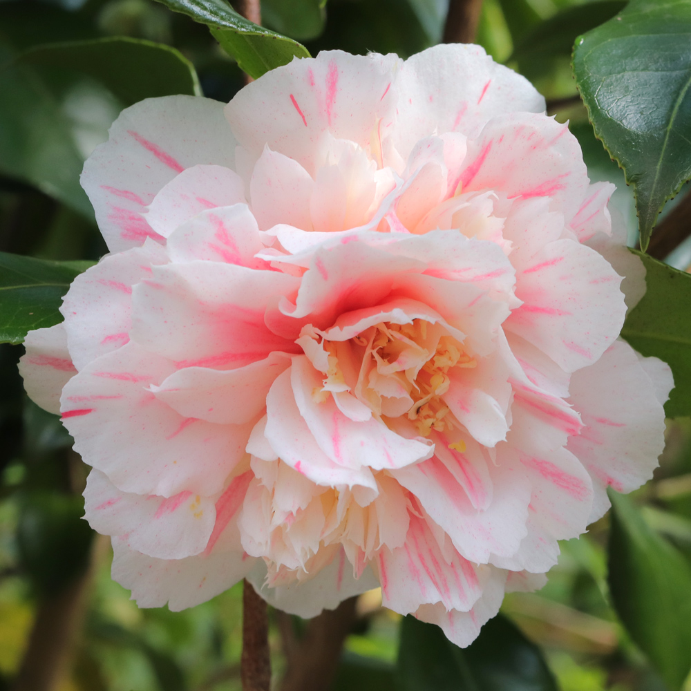 Camellia japonica 'William Honey'