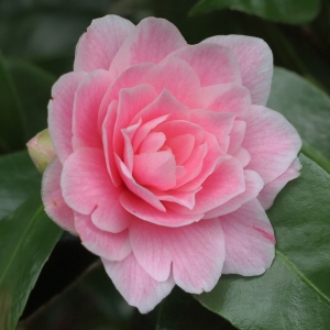 Camellia japonica 'Elizabeth Arden'