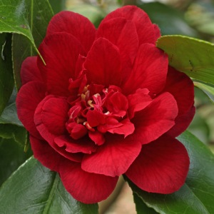 Camellia japonica 'Fire Dance'
