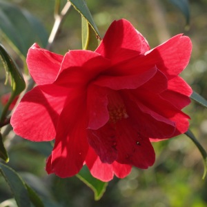Camellia hybrid 'Freedom Bell'