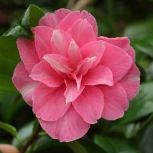 Camellia japonica 'Marie Bracey'
