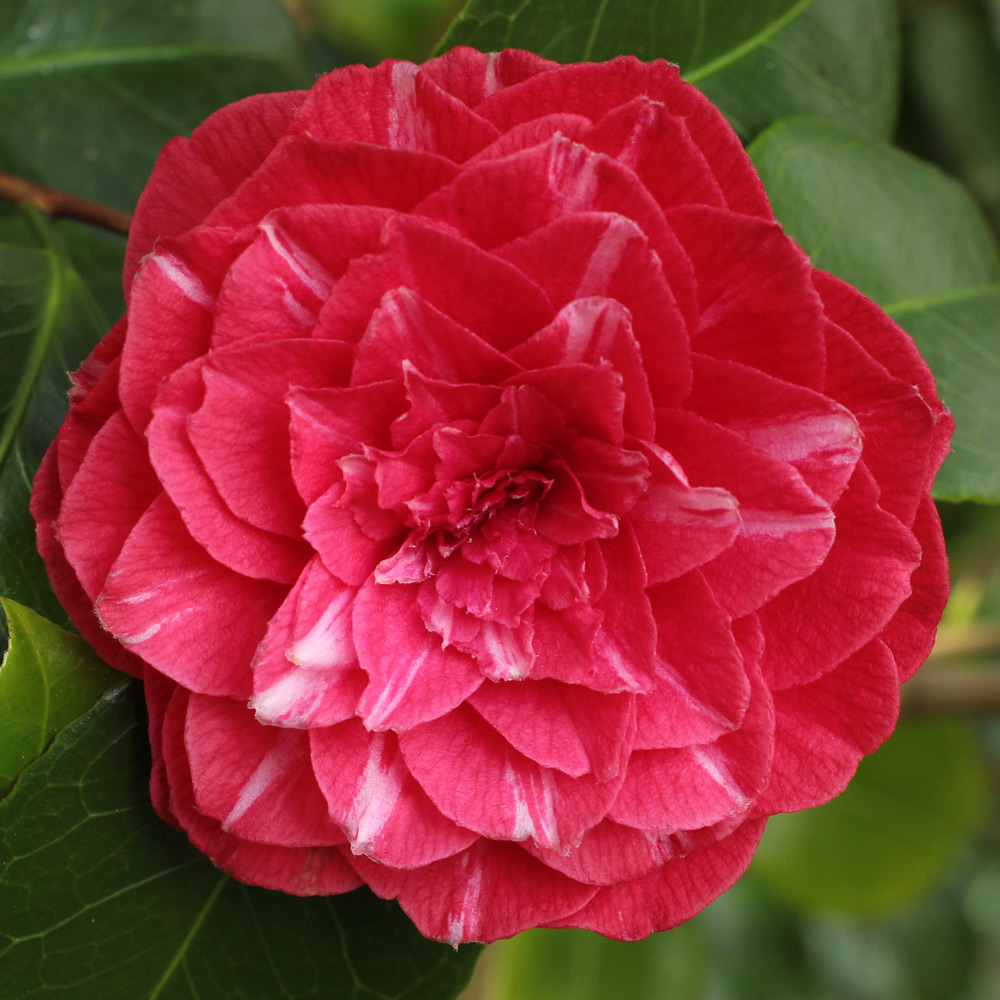 Camellia japonica 'Princess Baciocchi'