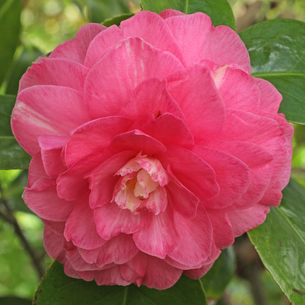 Camellia japonica 'Thelma Dale'