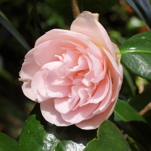 Camellia japonica 'Gladys Wannamaker'