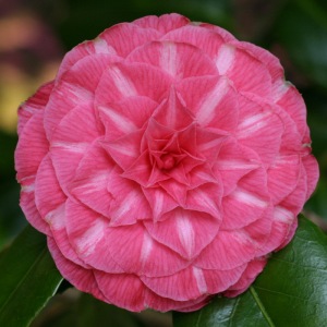 Camellia japonica 'Duc de Bretagne'