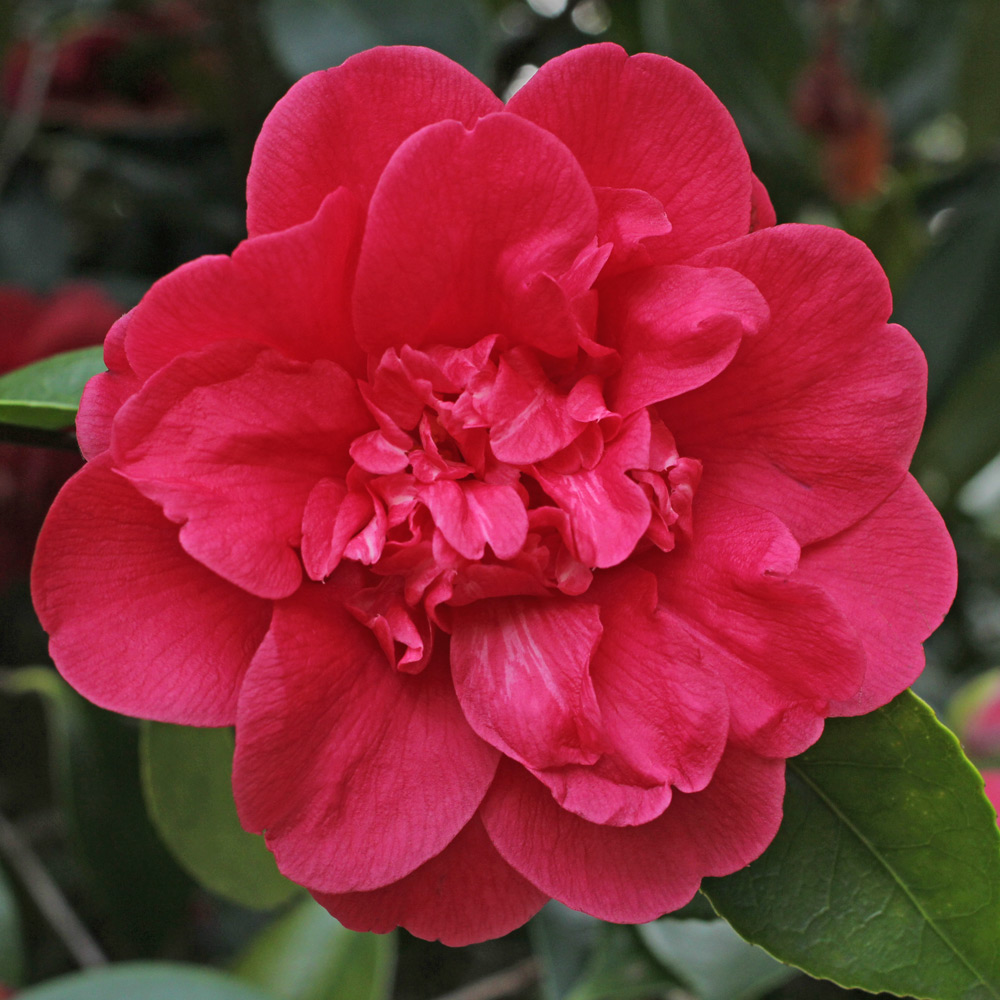 Camellia japonica 'Red Moon'
