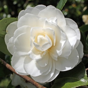 Camellia japonica 'Swan Lake'