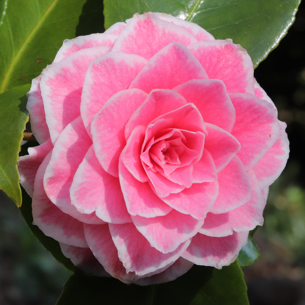 Camellia japonica 'Tom Thumb'