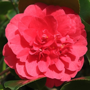 Camellia japonica cv. unknown