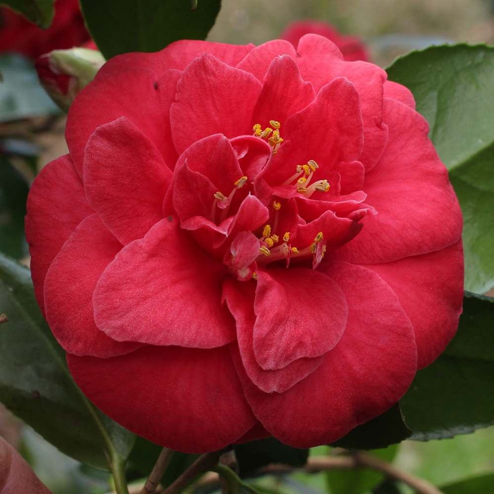 Camellia japonica 'Apollo'