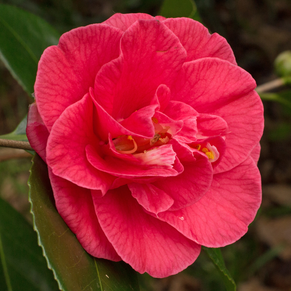 Camellia japonica 'Conspicua'