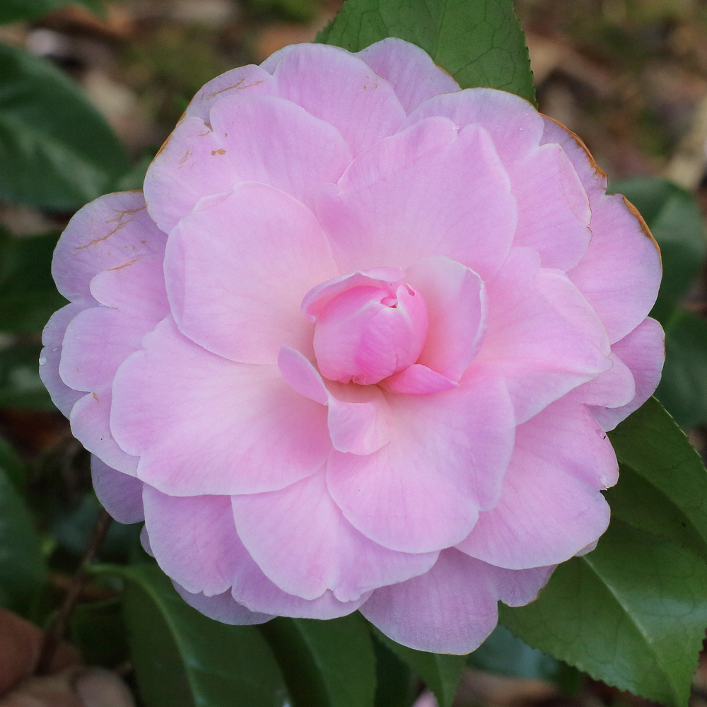 Camellia x williamsii 'Elizabeth Anderson'