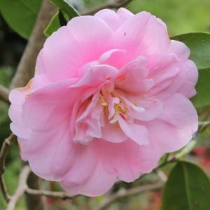 Camellia x williamsii 'Exaltation'