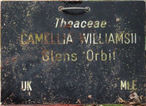 Camellia x williamsii 'Glenns Orbit'