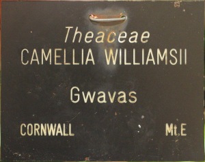Camellia x williamsii 'Gwavas'
