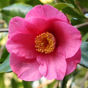 Camellia x williamsii 'John Pickthorn'
