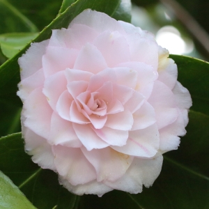 Camellia japonica 'Jubilee'