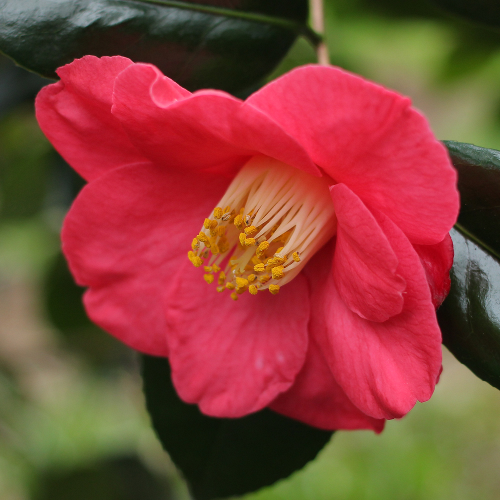 Camellia japonica 'Jupiter' (Paul)
