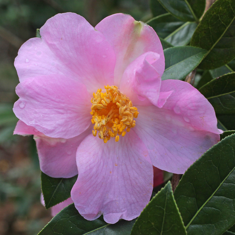 Camellia x williamsii 'Moira Reid'