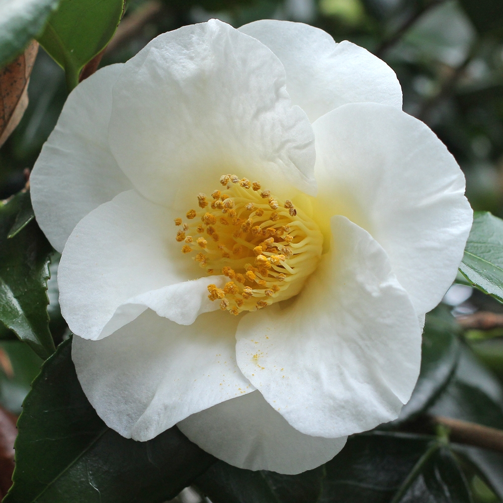 Camellia x williamsii 'Roza Harrison'