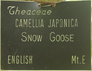 Camellia japonica 'Snow Goose'