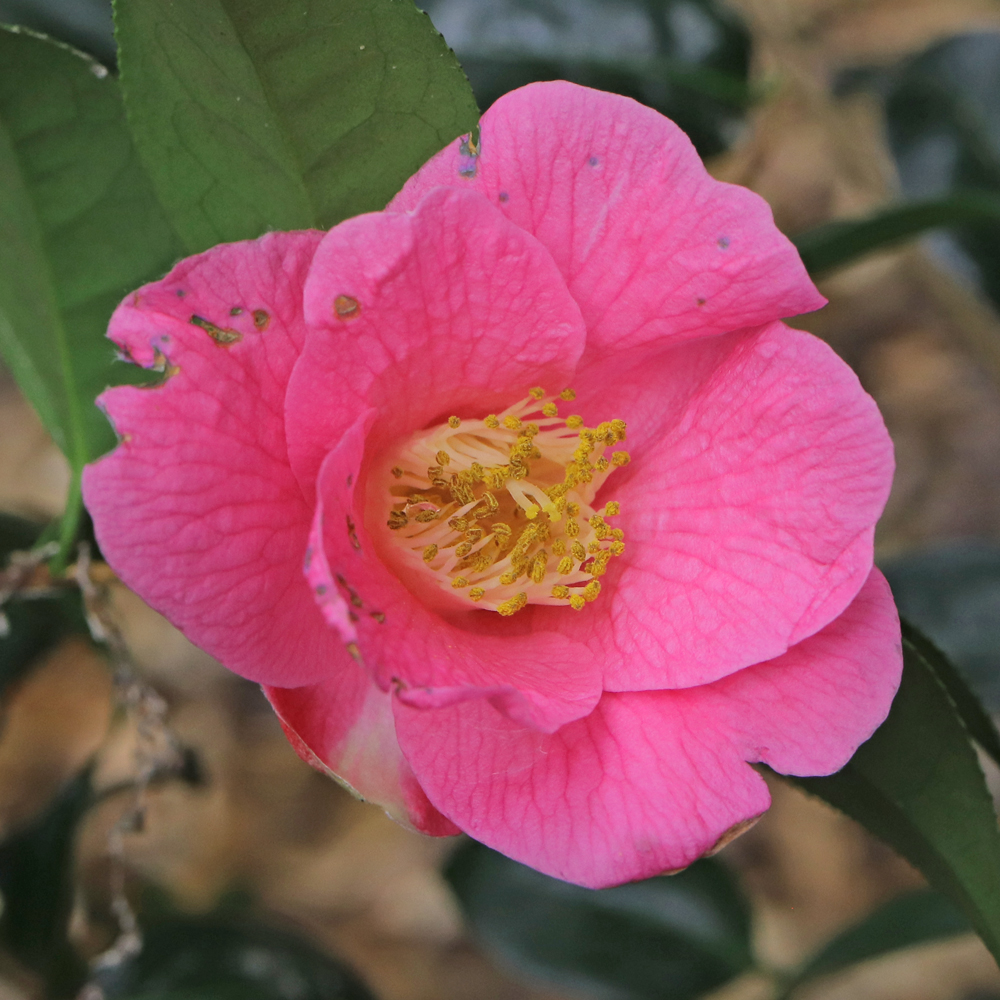Camellia x williamsii 'Saint Michael'