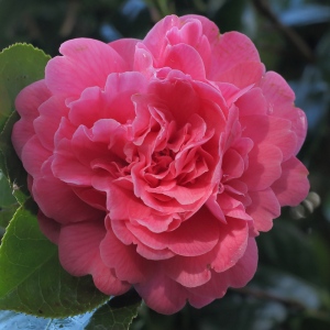 Camellia japonica 'Triumphans'