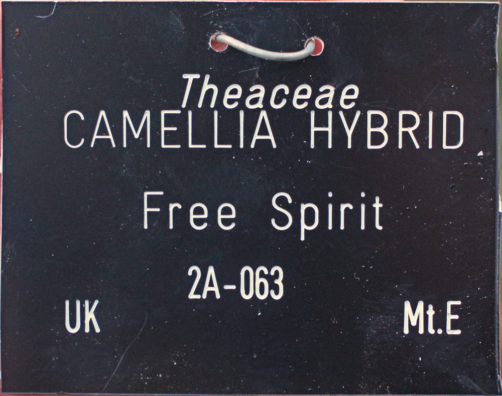 Camellia hybrid 'Free Spirit'