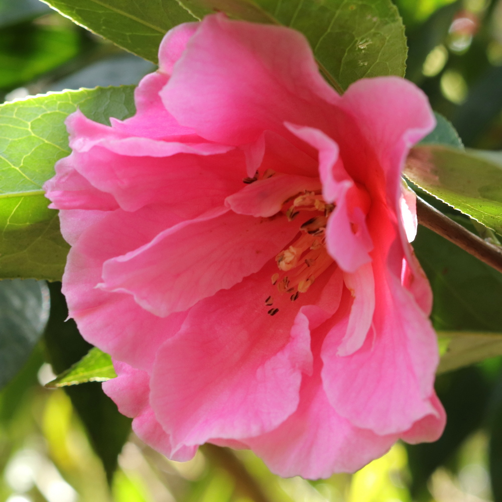 Camellia hybrid 'Confucius'